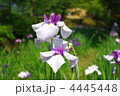 花菖蒲