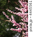 七部咲きの桜