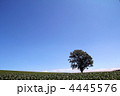 哲学の木