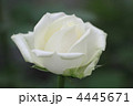 白いバラ
