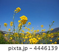 菜の花 菜の花