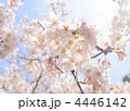 sakura sakura