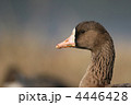 マガンの横顔
