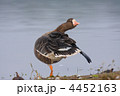 水辺のマガン
