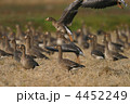 マガンの飛び出し