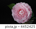 椿
