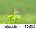 ベニシジミとヒメジョオンの若葉・蕾