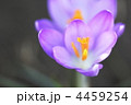 クロッカス