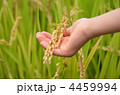 稲穂を持つ手