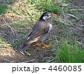 椋鳥