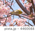 ヒガンザクラとめじろ