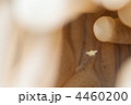 エビのかくれんぼ