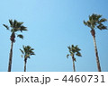 ヤシの木