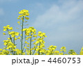 菜の花－１