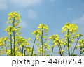 菜の花－２