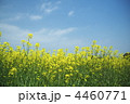 菜の花－４