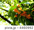 キンモクセイの花