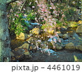 しだれ桜