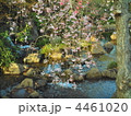 しだれ桜