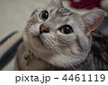 見上げる猫