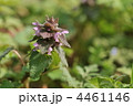 春の紫色の花　～ヒメオドリコソウ～