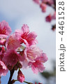 沖縄の桜