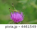 アザミの花とバッタ