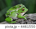 モリアオガエルのカップル