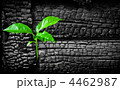 4462987