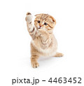 4463452