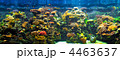 4463637