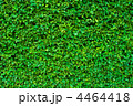 4464418