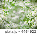 4464922