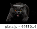 4465014