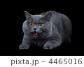 4465016