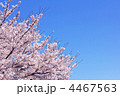 さくら