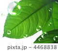 4468838