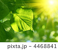 4468841