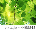 4468848