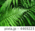 4469223