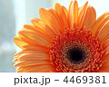 4469381