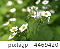 4469420