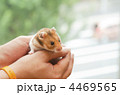 ハムスター
