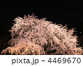 駒込・六義園　庭園枝垂れ桜ライトアップ