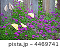 折り紙の昆虫とガーデニング