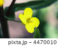 菜の花