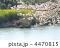 川沿いに咲く満開の桜