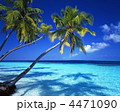 海とヤシ
