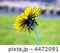 セイヨウタンポポ