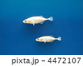 ミナミトミヨ